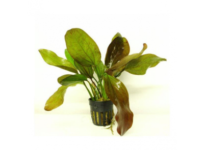 Эхинодорус Тигровый зеленый, пластиковый горшок Эхинодорус Тигровый зеленый, пластиковый горшок